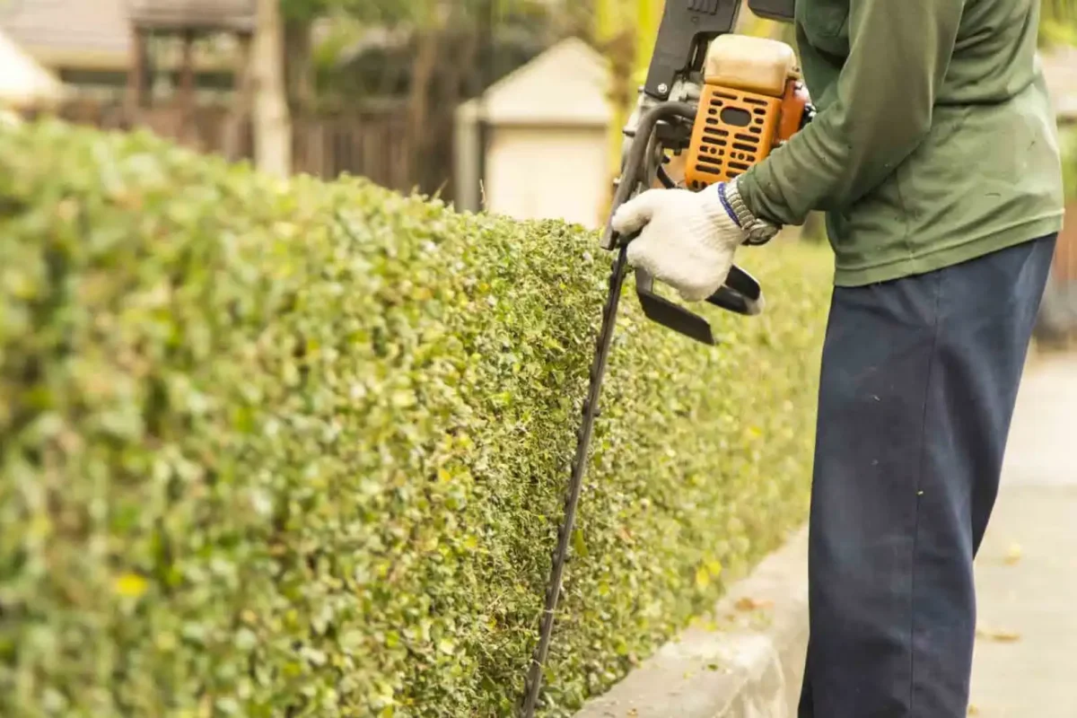 Shrub Services