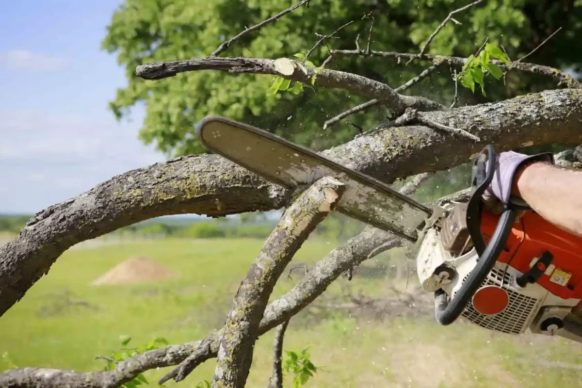 Tree Services